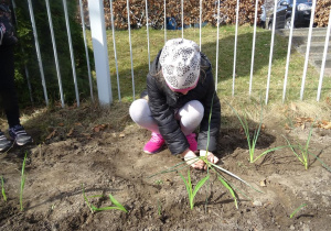 Dziewczynka sadzi szczypiorek.